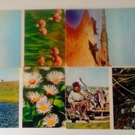 открытки из набора "Тундра в цвету"