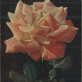Открытка советская "Белая роза", 1960 г. 