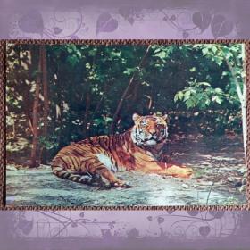 Открытка "Южно-китайский тигр". 1982 год