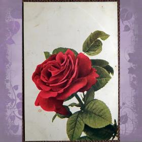 Антикварная открытка "Роза". Т-во Голике и Вильборг. Петроград