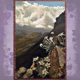 Антикварная открытка "Эдельвейс (леонподиум) альпийский"