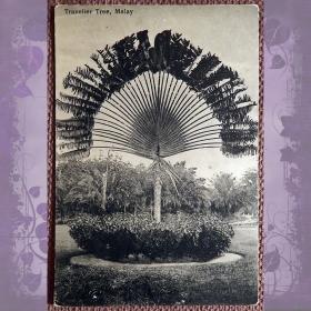 Антикварная открытка "Дерево путешественников (Равенала)"