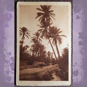 Антикварная открытка "В оазисе"