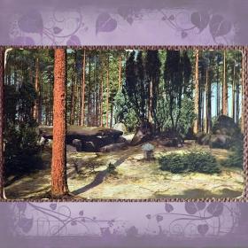 Антикварная открытка "Лесной пейзаж"