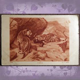 Антикварная открытка "Тигры"