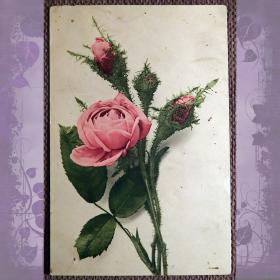 Антикварная открытка "Роза с бутонами"