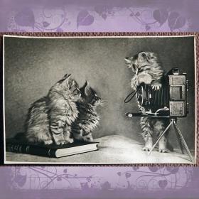 Открытка "Котята. Фотоаппарат". 1956 год