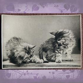 Открытка "Два котенка". 1956 год
