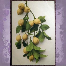 Антикварная открытка "Лимоны"