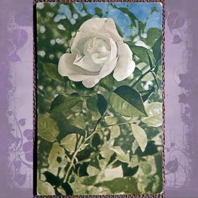 Антикварная открытка "Белая роза"