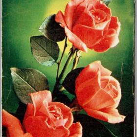 Почтовая карточка Розы серия Е-52 Костенко 1984