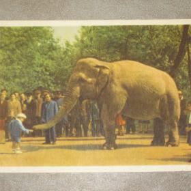Открытка "Слон на прогулке". ИЗОГИЗ. 1958 год. Чистая.