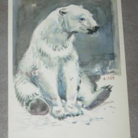 Открытка "Белый медведь". А.Лаптев. 1959 год. Чистая.
