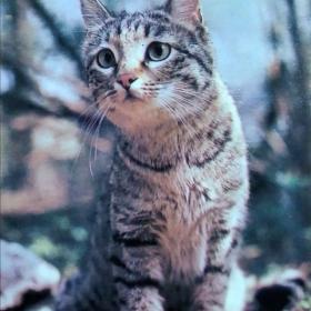 Открытка Степная кошка. Фото П.Романова. 1985 г.