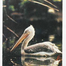 Открытка Пеликан кудрявый. Фото И.Бавыкина. 1982 г.