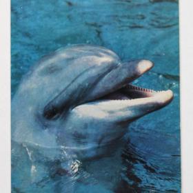 Открытка Дельфин. Фото Г.Смирнова. 1985 г.