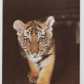 Открытка Амурский тигренок. Фото И.Бавыкина. 1984 г.
