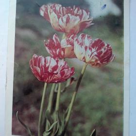 Тюльпаны. Фото   Кропивницого.  1968 год.