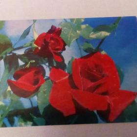 открытка Розы,1971г.,фотоГермана