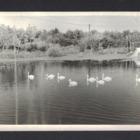 Старая фотография "Лебединое озеро". 