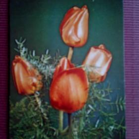 Тюльпаны. Фото С.Яблоньска. Польша.1981 г