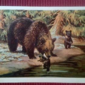 Медведица с медвежатами. В. Трофимов. 1954 г. (М)