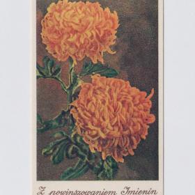 Открытка иностранная Польша Цветы 1951 чистая поздравительная польская соцлагерь пнр хризантема