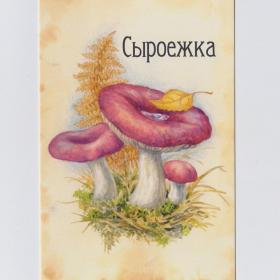 Открытка Россия Сыроежка девичья Russula puellaris Синицына чистая съедобные грибы вид тихая охота