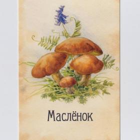 Открытка Россия Маслёнок обыкновенный маслята поздний настоящий Suillus luteus Синицына чистая грибы