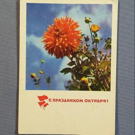 Открытка СССР. С праздником Октября! Фото М. Анфингера, 1970 год, подписана, цветок