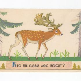 Открытка СССР Олень 1962 Дудников чистая детская загадка кто на себе лес носит парнокопытные рога