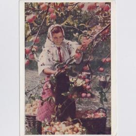 Открытка СССР Обильный урожай 1951 Игнатович чистая соцреализм редкая колхоз яблоневый сад корзины