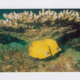 Открытка СССР. Желтые рыбы-бабочки. Фото В. Кашо, 1988 г, чистая