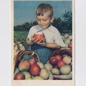 Открытка СССР. Вот так яблоко! 1958, Козловский, чистая, дети, мальчик, яблоки, урожай
