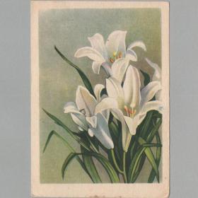 Открытка СССР Белые лилии 1955 Октообер Таллин чистая винтажный цветочный рисунок букет цветы
