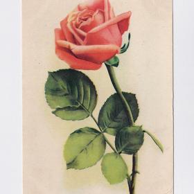 Открытка СССР. Роза. Октообер, Таллин, 1958 г, подписана, цветы, букет
