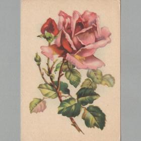 Открытка СССР Роза 1958 Октообер Таллин чистая винтажный цветочный рисунок флористика цветы бутон