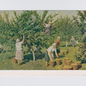 Открытка СССР Сбор яблок 1953 Светличная чистая соцреализм колхоз совхоз яблоневый сад урожай плод